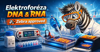 Elektroforéza DNA a RNA