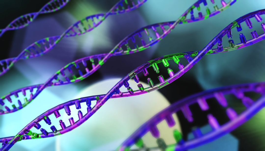 IDT-CAPP AKCE ZIMA 2026