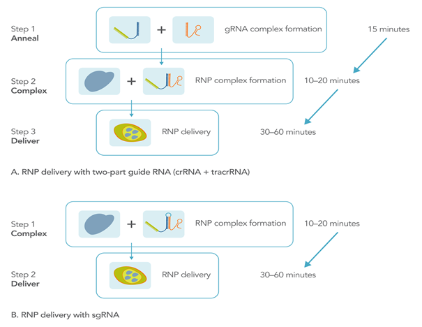 Obrázek2 _ crispr